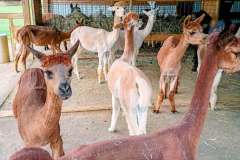 alpaca-farm